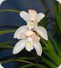 Cymbidium eburneum